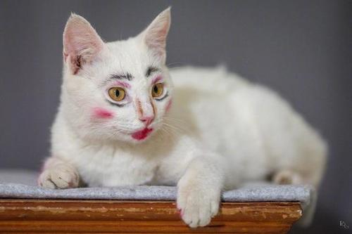 主人给猫咪化妆一种日本艺伎的既视感网友猫奴悬了