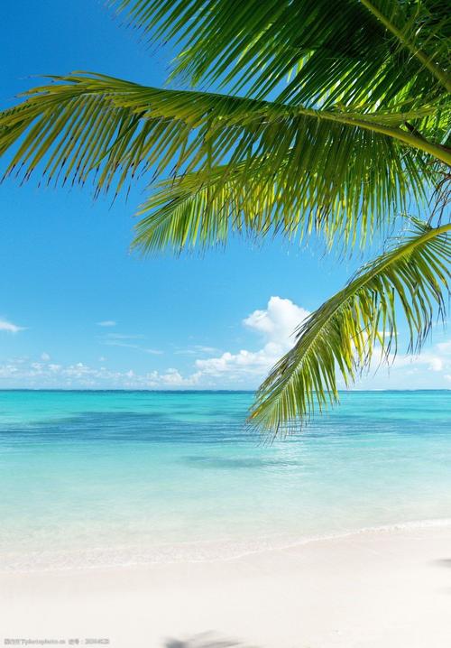 唯美海边椰子树风景景图片