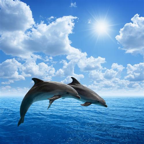 海洋上跃起的海豚图片