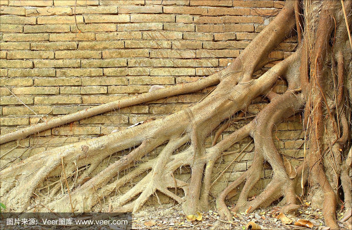 砖墙上有古根树