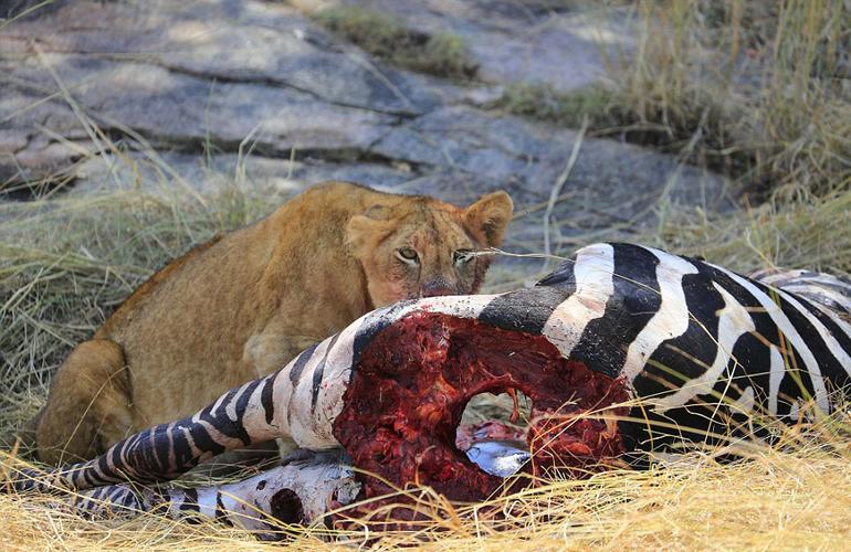 非洲母狮藏身动物死尸中