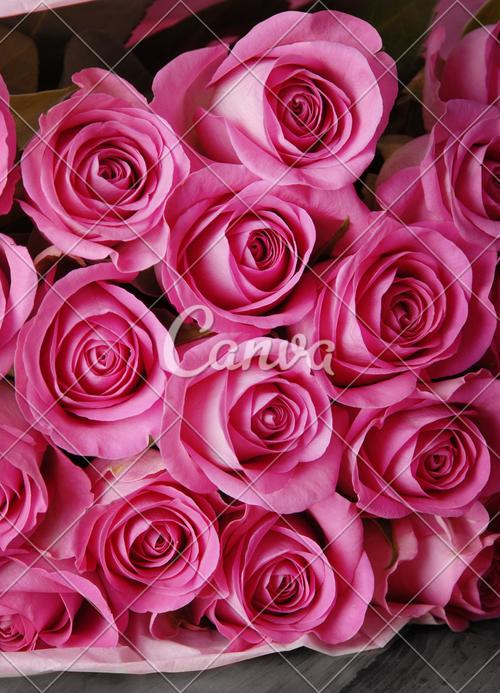 礼物玫瑰粉色花情人节花束包装纸棉纸自然摄影图片