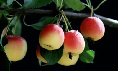 海棠果是一种酷似苹果的水果但是要比苹果精致的很多它的味道是味酸