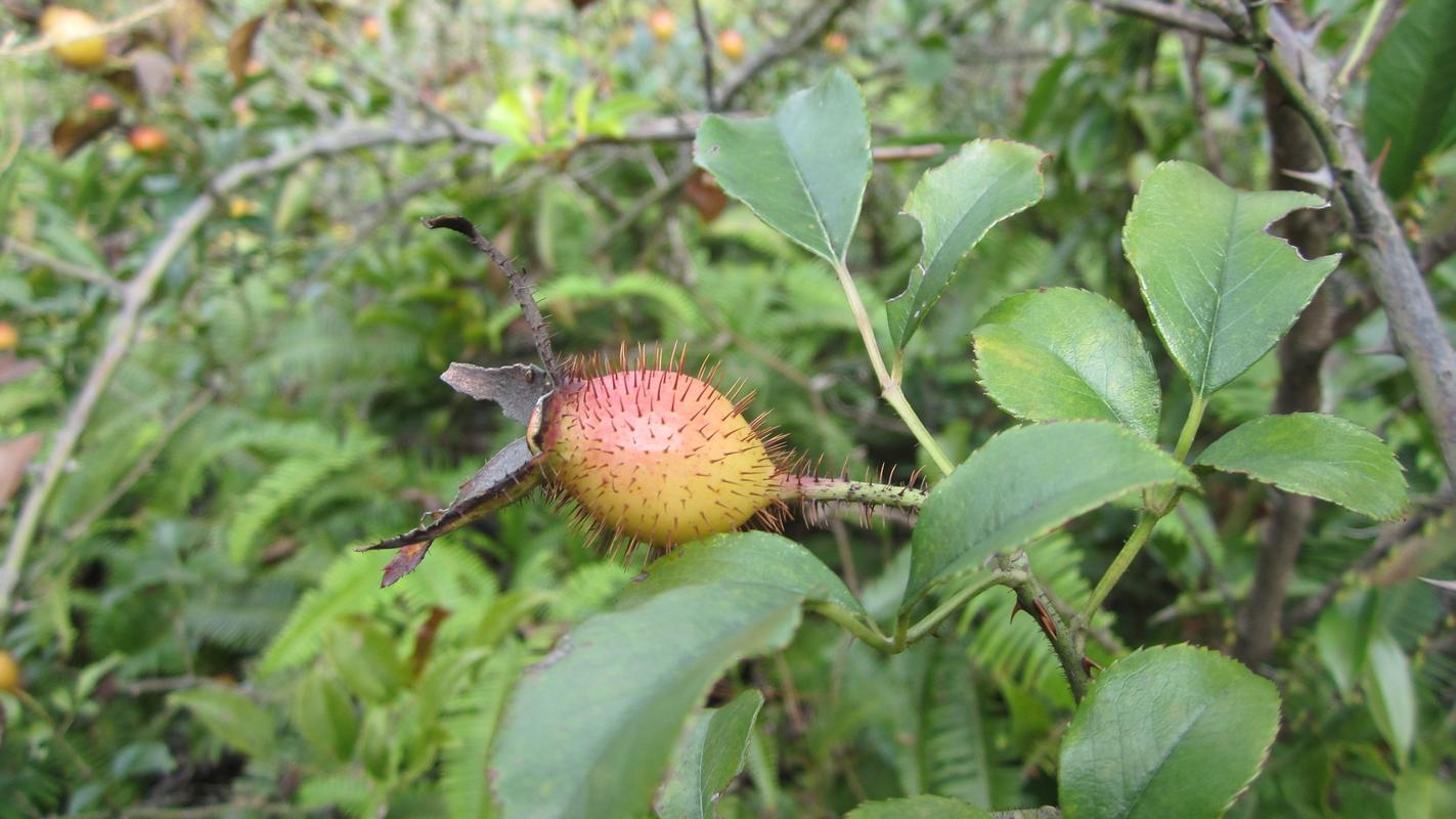 这种果子是山野发现的居说有药用价值是什么植物