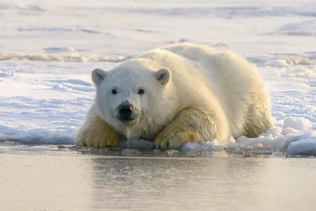 不到80年后北极熊将面临灭绝人类剥夺了它们捕食的权利