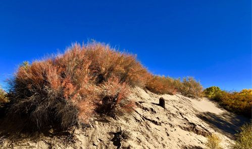 戈壁滩沙漠最好的固沙植物红柳