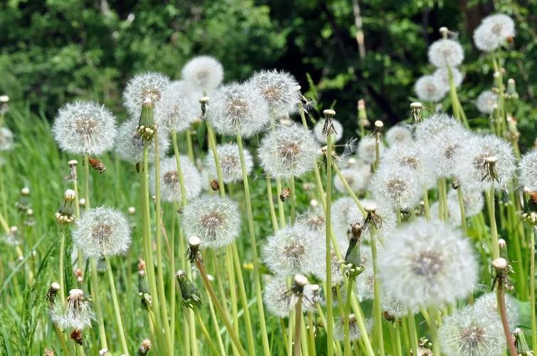 蒲公英是大家非常熟悉的野花菊科多年生草本植物.