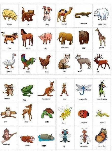 各类动物的英文词汇大全