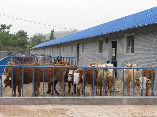 2007年全县新农村建设重点村.该养牛场于建成投用.