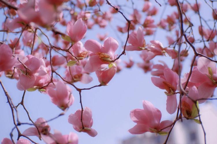 春天的花是浪漫的别出心裁相机富士xt200