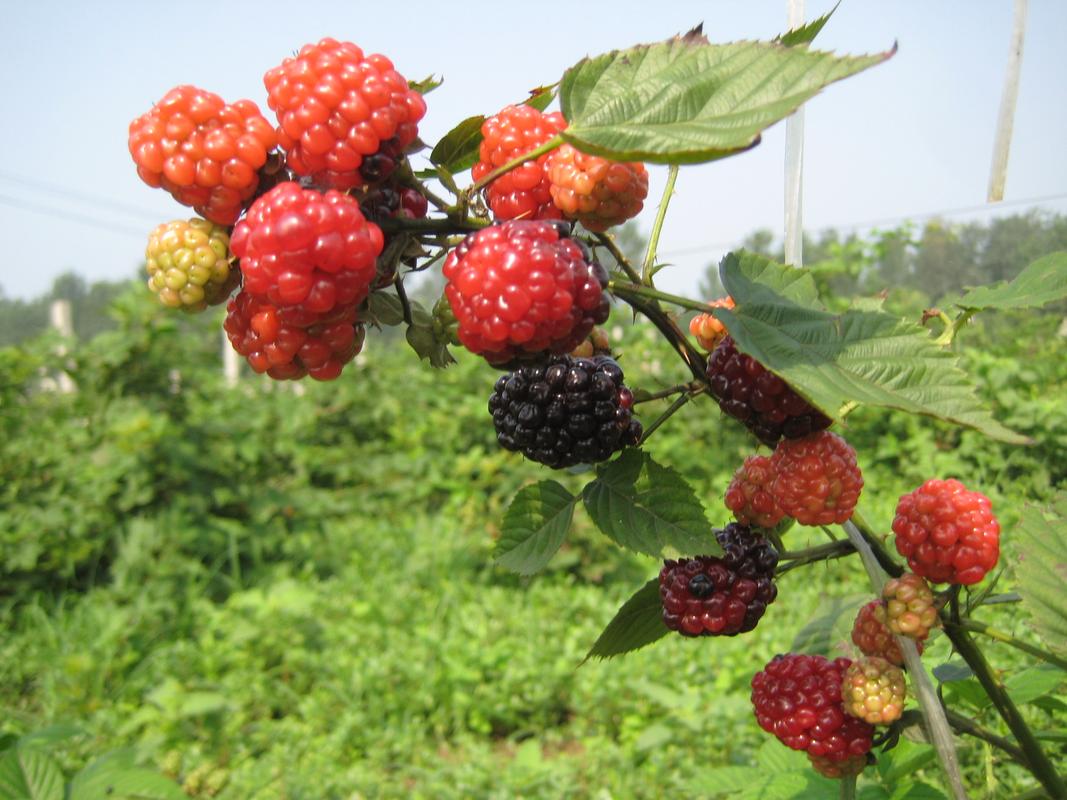红树莓美味香口感独特健康减肥