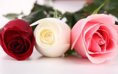 三朵不同颜色的玫瑰花