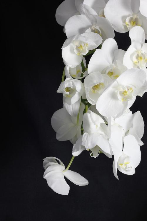 兰花花植物白色盆栽的植物白花植物