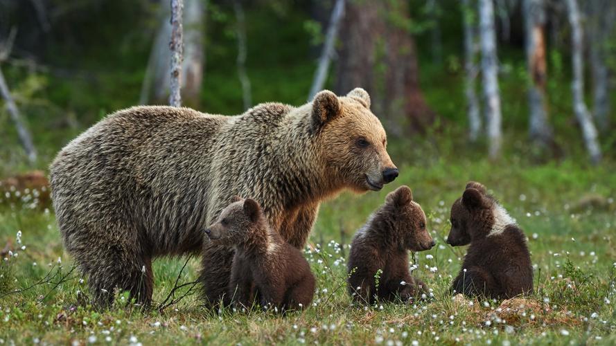 棕色熊家庭母亲和小熊