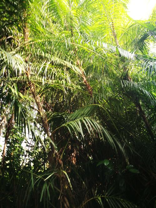 丰富多彩兴隆热带植物园