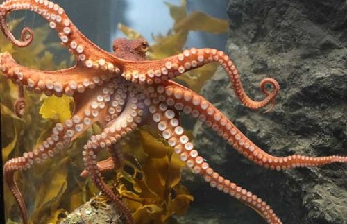 章鱼属于软体动物门头足纲八腕目章鱼科章鱼属动物的总称因其头上长