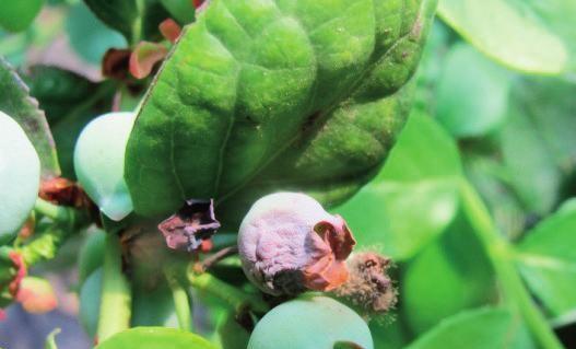 蓝莓灰霉病危害症状及防治措施