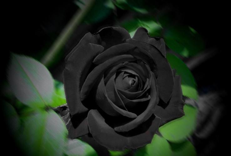 黑到不能再黑的黑色花卉有种暗黑系独特的美你养过吗
