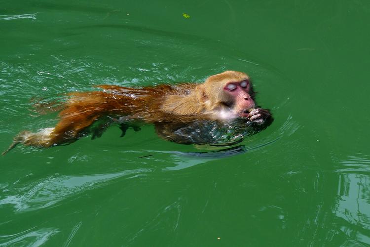 水猴