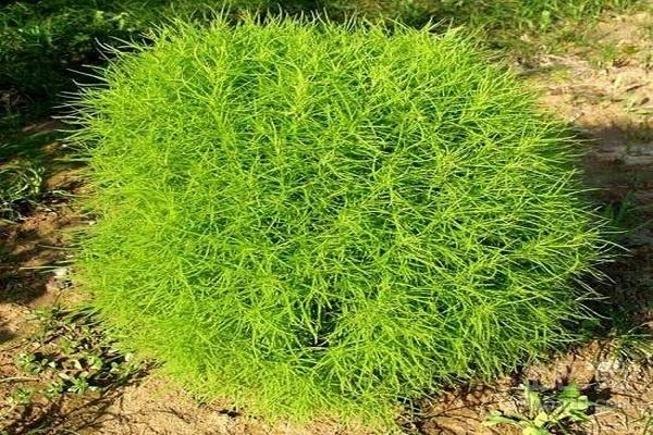 为藜科植物地肤子的干燥成熟果实.一年生草本高约50150厘米.