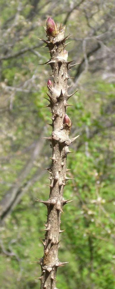 全身带刺的植物在自然界并不少见比如俗名刺老芽的辽东楤sǒng木