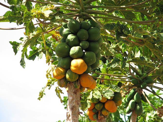树上还未成熟的木瓜图片水果木瓜未成熟的木瓜