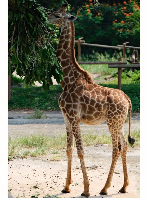 深圳野生动物园长颈鹿真的好看