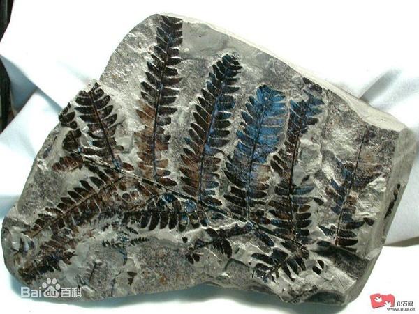 依据蕨类植物的化石记录其首先出现的时期是石炭纪早期.