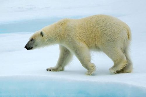 photoshop巧用通道抠图快速抠出毛茸茸的北极熊教程使用的北极熊素材