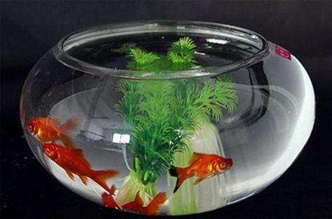 小鱼缸适合养什么鱼养鱼多长时间换一次水