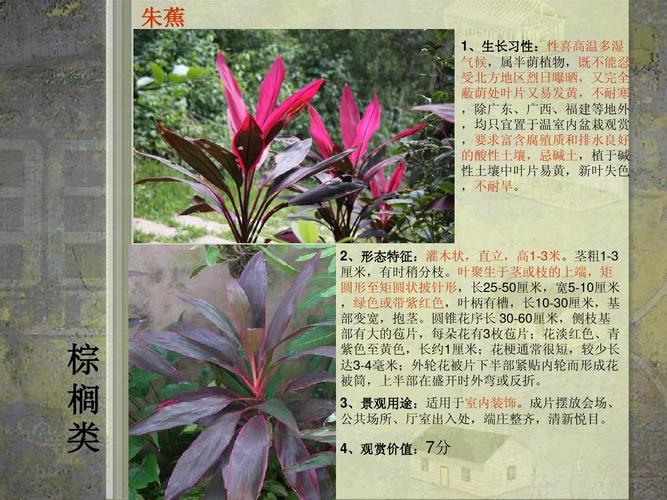 中国南方常用园林植物20种简介ppt