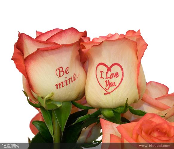 红色玫瑰花上的爱情语句高清图片