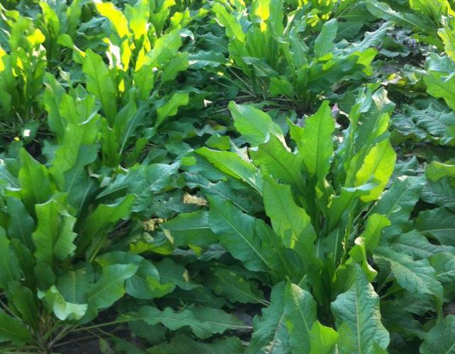 新型植物蛋白源食叶草作为一种饲草具体哪些优势价值介绍
