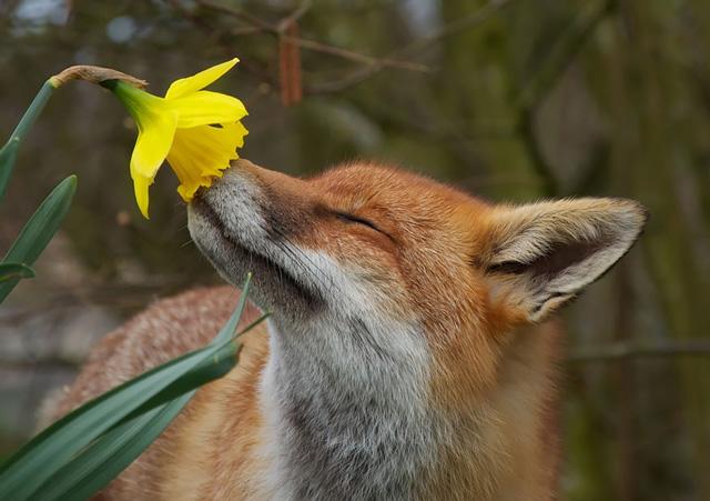 动物摄影动物和花朵的温馨邂逅