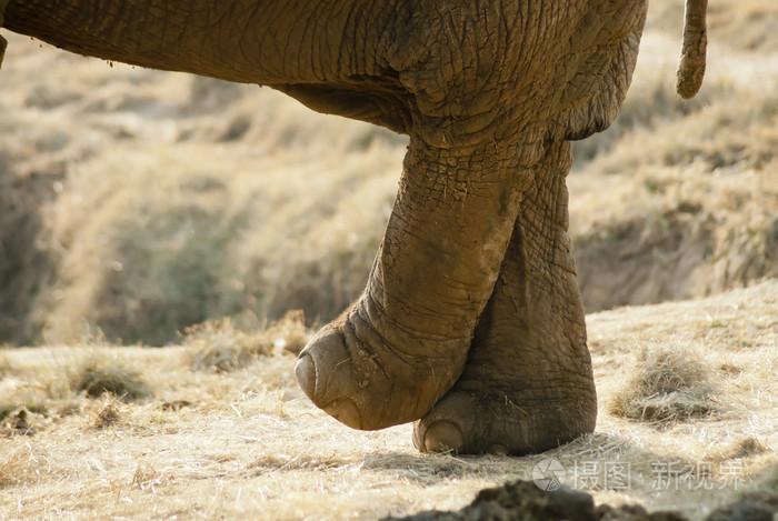 大象的腿