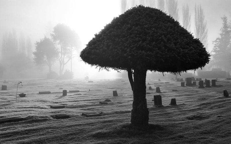 黑暗恐怖哥特式公墓严重黑色白色幽灵般的令人毛骨悚然的雾雾心情画廊