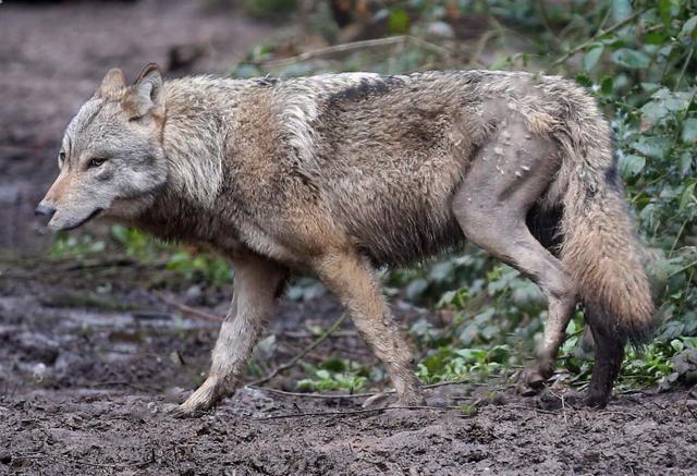 2018年美国疑似捕捉到狈狼狈为奸中的狈到底是什么动物