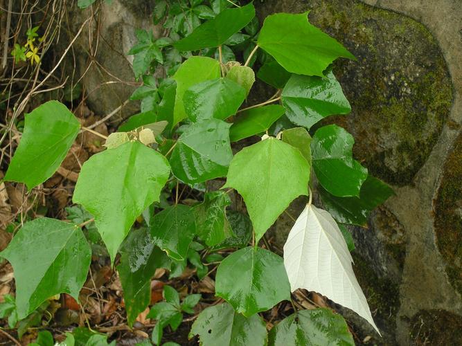 白背叶摄于湖南醴陵本品为大戟科植物白背叶的叶根亦可入药始载于