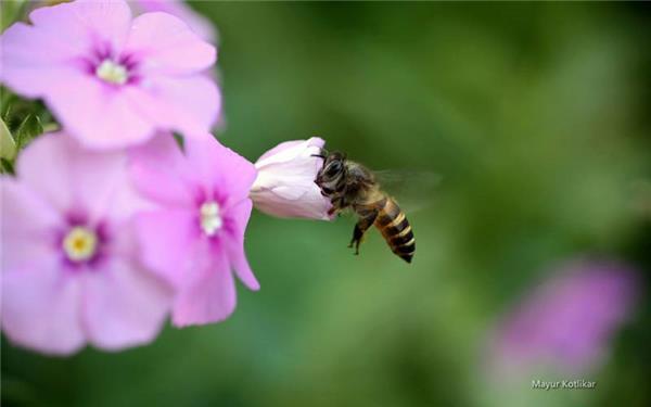 沉默的朋友保存于生物图片合集小蜜蜂图片春天公园美景摄影进入合集