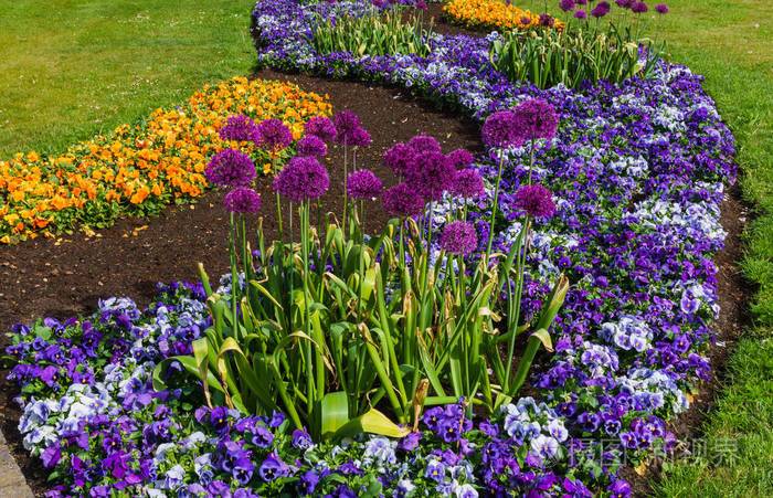 城市公园里五颜六色的三色堇和其他花卉花坛