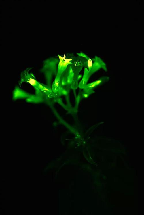 大家可以看一下这些美轮美奂的发光植物图像light