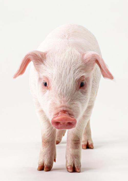 猪家畜猪崽动物猪图片