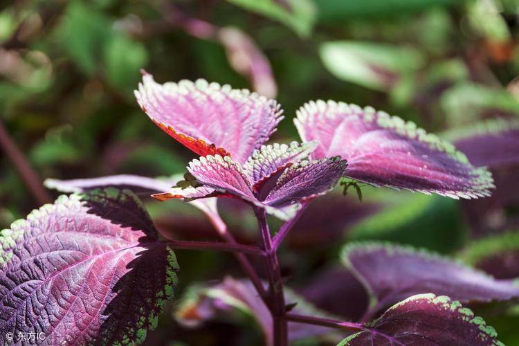 紫苏又名赤苏苏子也有叫白苏为唇形科一年生草本植物.