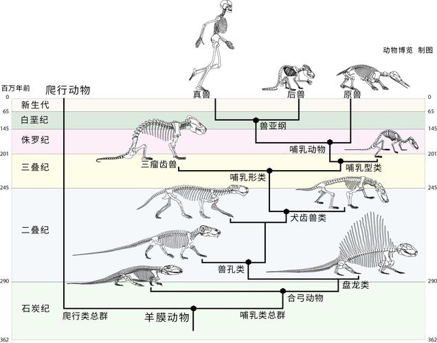谈从爬行到哺乳的进化哺乳型动物