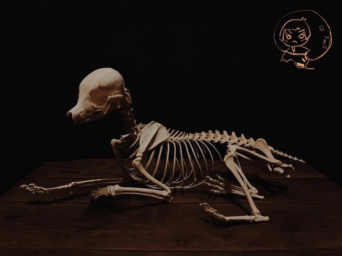 骨骼标本犬科动物骨骼
