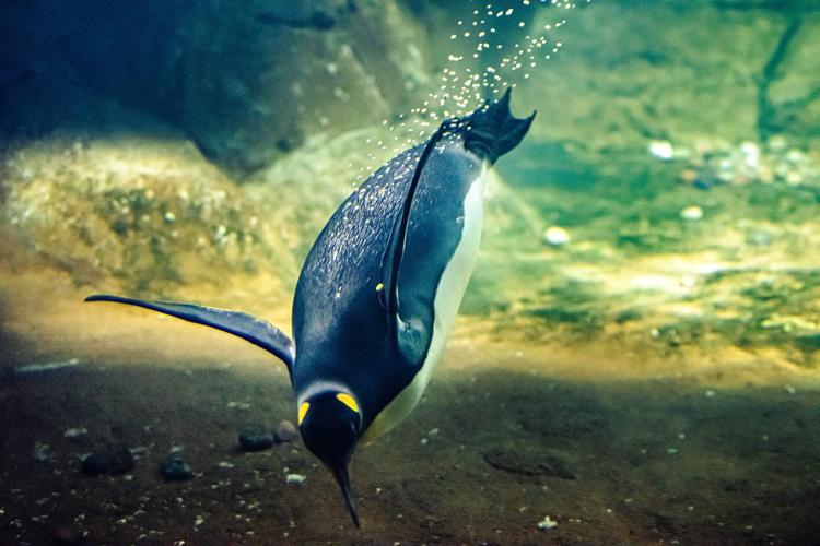 海底企鹅游泳图片高清图片