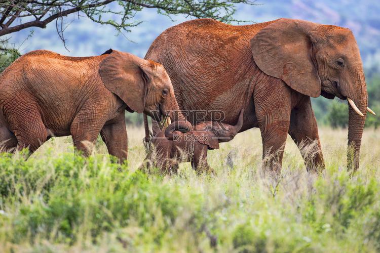 动物家庭雄性动物公牛哺乳纲厚皮动物象非洲象桑布卢国家保护区自然