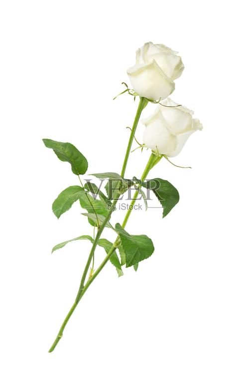 白色背景上的白玫瑰照片摄影图片