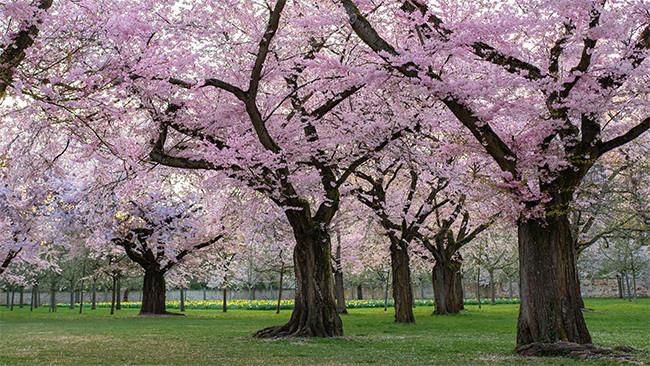 粉色鲜花盛开的大树摄影高清图