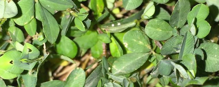 蚂蚁草的图片和功效蚂蚁草可作蔬菜也可作药物作用价值较高.